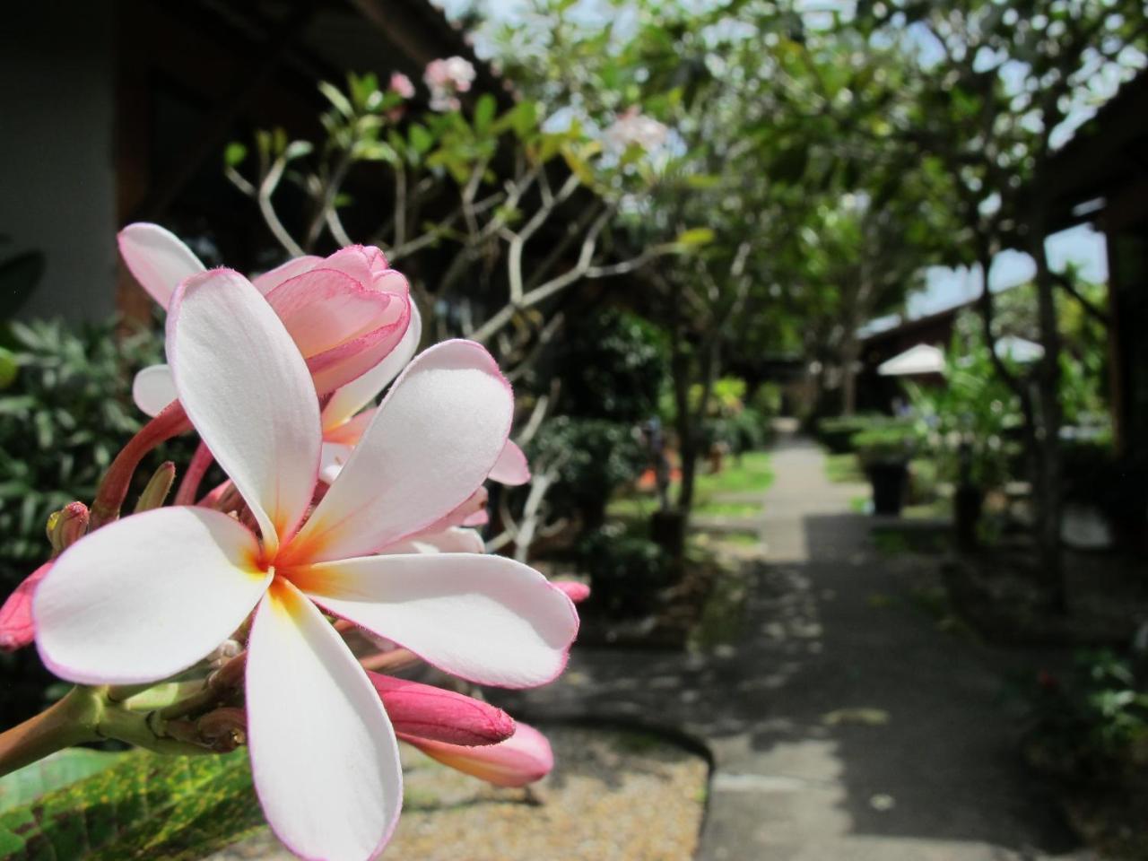 Phuket Siam Villas - Sha Plus Chalong Eksteriør billede